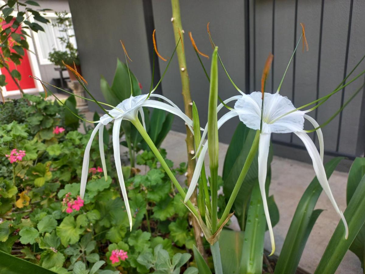 Lush plants and greenery adding natural beauty to our spaces